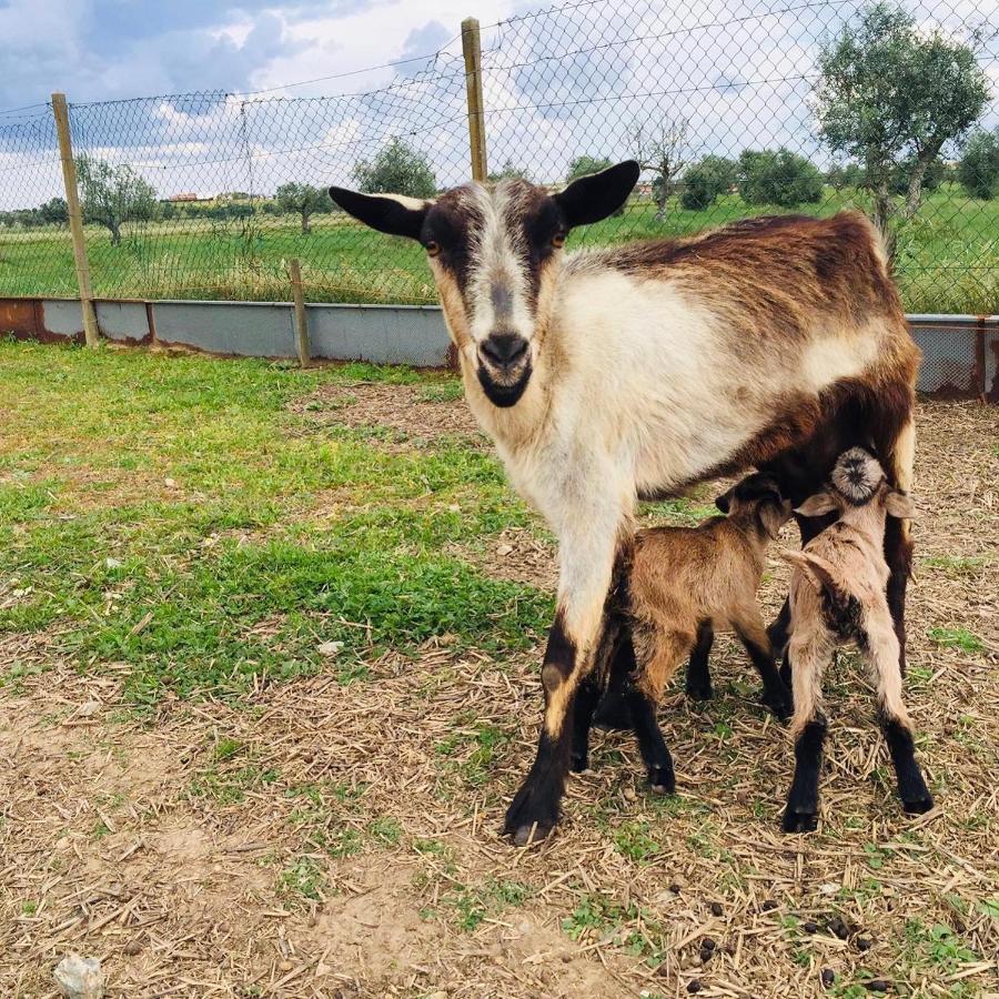 Pensjonat Monte Ramos Ferreira Do Alentejo Zewnętrze zdjęcie